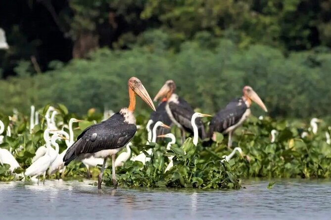 Prek Toal Birds Sanctuary and floating Village Private Day Tour - The human touch: what good guiding does on water