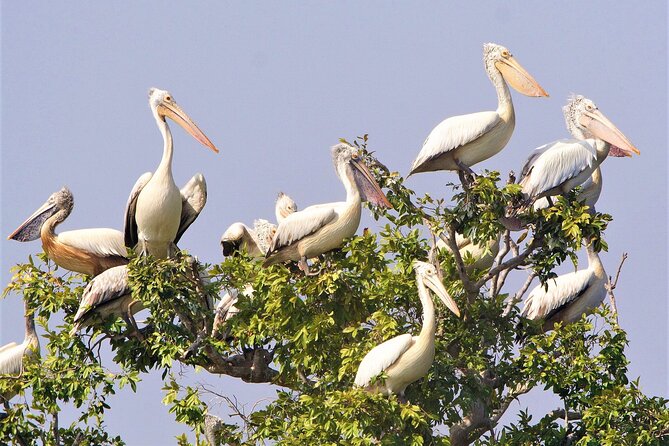 Prek Toal Birds Sanctuary and floating Village Private Day Tour - What could affect your experience: water levels and route changes