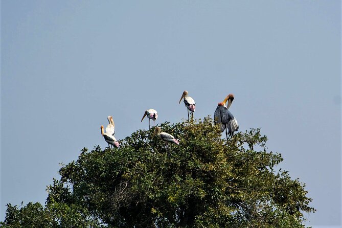 Prek Toal Birds Sanctuary and floating Village Private Day Tour - Who this tour is best for