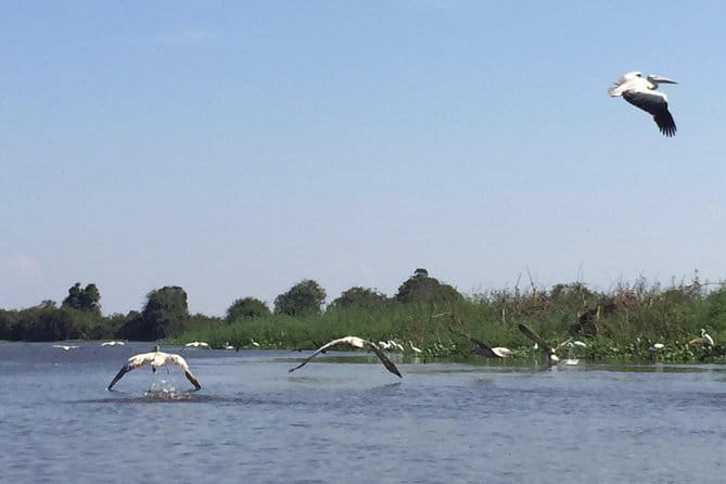 Private Tour Prek Toal Bird Sanctuary Off Beaten Track - Birdwatching at Prek Toal: Species, Flocks, and What to Look For
