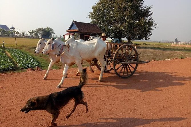 Rice Fields & Rural Villages Tour - Price and value: why $69 can make sense