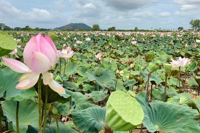 Rural Countryside Experience Tour in Siem Reap - Meet Thanut Kean, and why his English matters