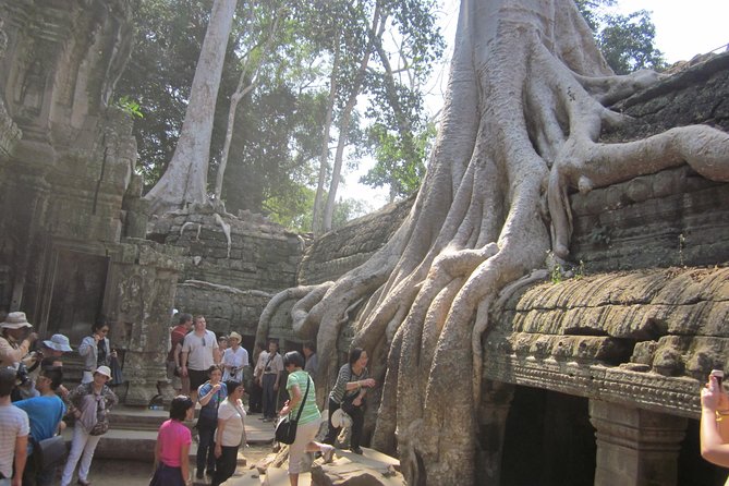 Shared Tour to Angkor Wat, Bayon and Ta Prohm Temples - A short Angkor plan that still hits the best stops