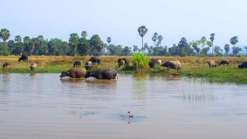 Siem Reap: 6-Hour Easy Rider Motorbike Tour - Chai Village Monastery: Peaceful Views After a Dark Chapter