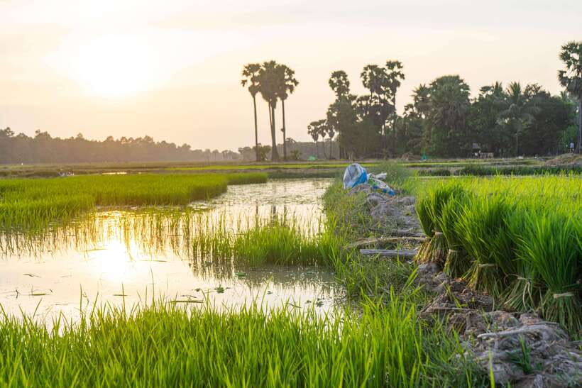 Siem Reap: Afternoon Cooking Class & Village Tour - From herbs to technique: how the cooking class is actually taught