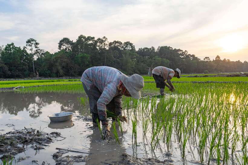 Siem Reap: Afternoon Cooking Class & Village Tour - The dishes you make and what you get to eat