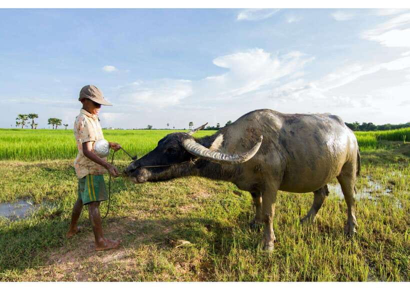Siem Reap: Afternoon Cooking Class & Village Tour - Village tour: village life, landmarks, and the market energy
