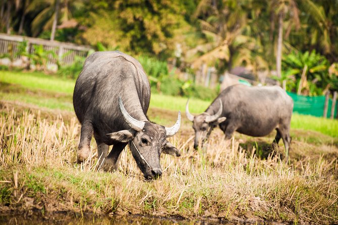 Siem Reap Countryside Guided Tour by Bike and E-Bike Private Tour - First taste of the countryside: Siem Reap by bike, not by bus