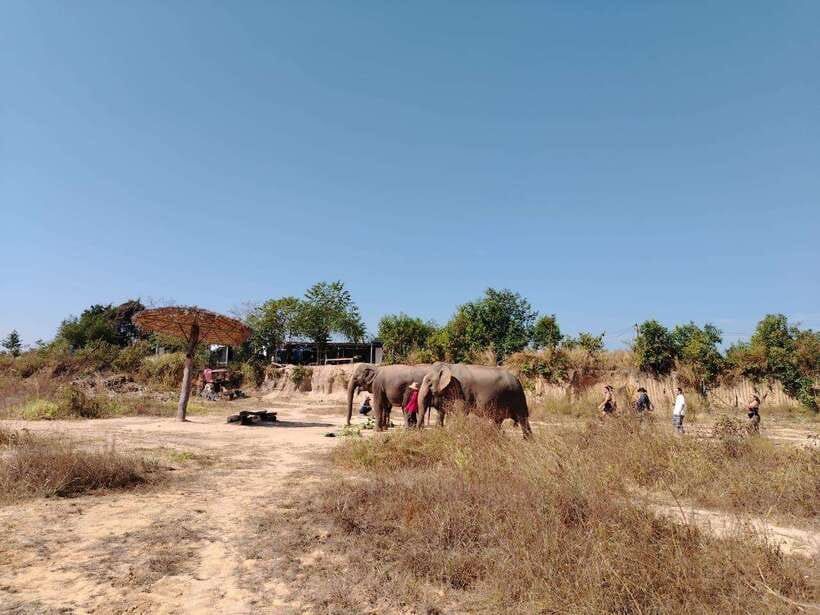 Siem Reap: Elephants & Apopo Rat Demining Private Trip - Elephant Sanctuary Siem Reap, what the program feels like