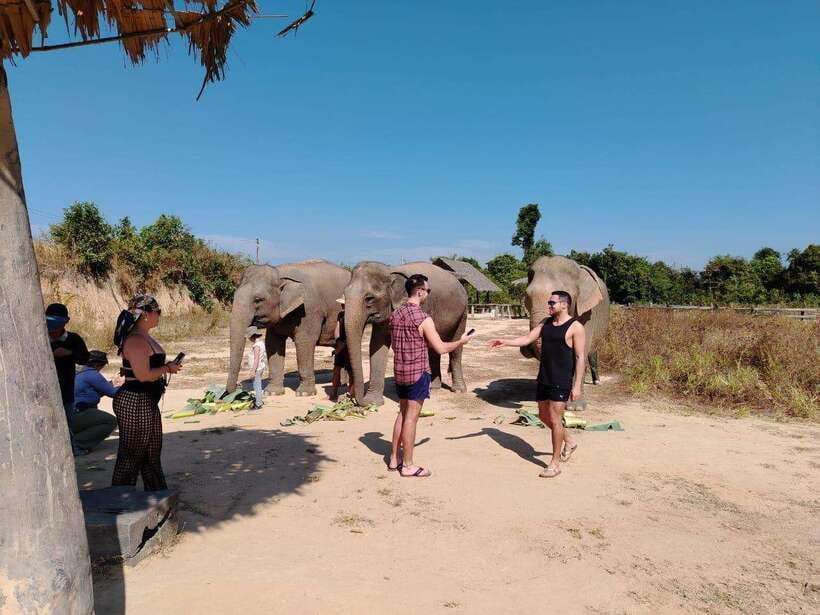 Siem Reap: Elephants & Apopo Rat Demining Private Trip - Should you book the Siem Reap Elephants and APOPO Rat Demining private trip?