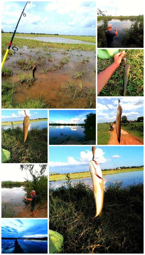 Siem Reap: Fishing in the rice fields, in the villages of Siem Reap - The fishing setup: tackle basics and topwater rules with frog bait