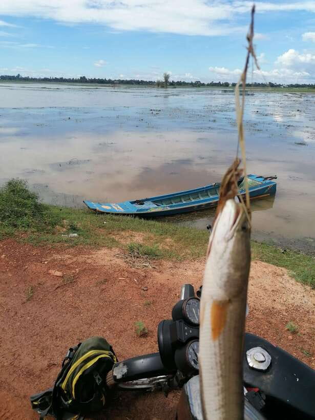 Siem Reap: Fishing in the rice fields, in the villages of Siem Reap - The moment of the bite: snakeheads, timing, and learning the feel