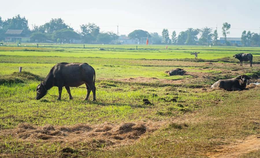 Siem Reap: Guided Countryside Bike Tour - Key Takeaways Before You Ride