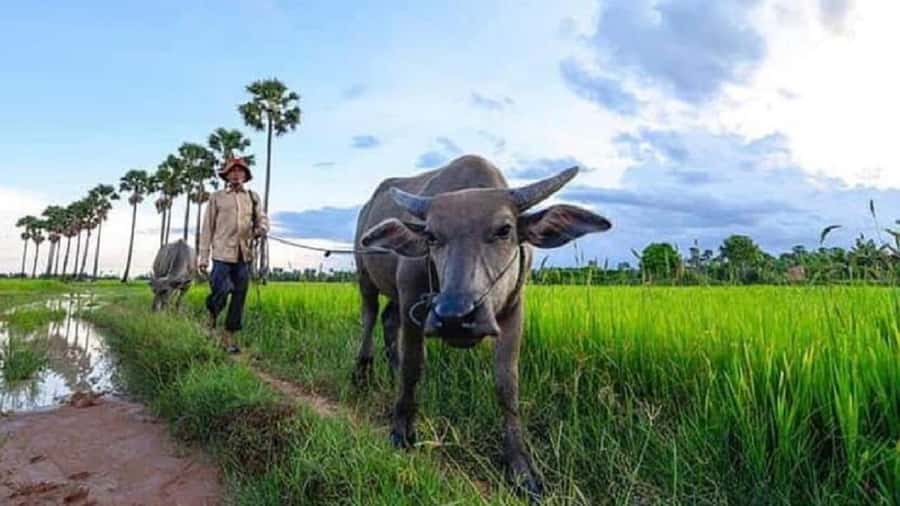 Siem Reap: Guided Countryside Sunset Tour by Jeep - The secret sunset stop and the drinks-on-board payoff