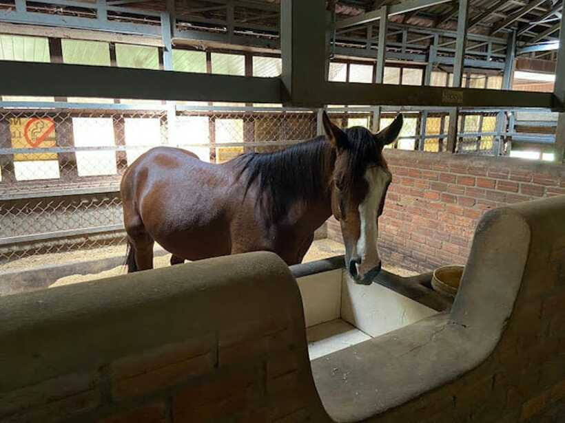 Siem Reap Happy Horse Riding Free Pick-up & Drop-off - What You’ll See: Rice Fields, Golden Pagoda Views, and Rustic Villages