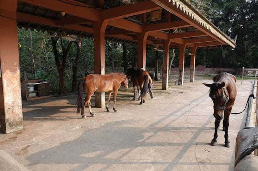 Siem Reap Happy Horse Riding Free Pick-up & Drop-off - How Easy Is It, and Who It Fits Best