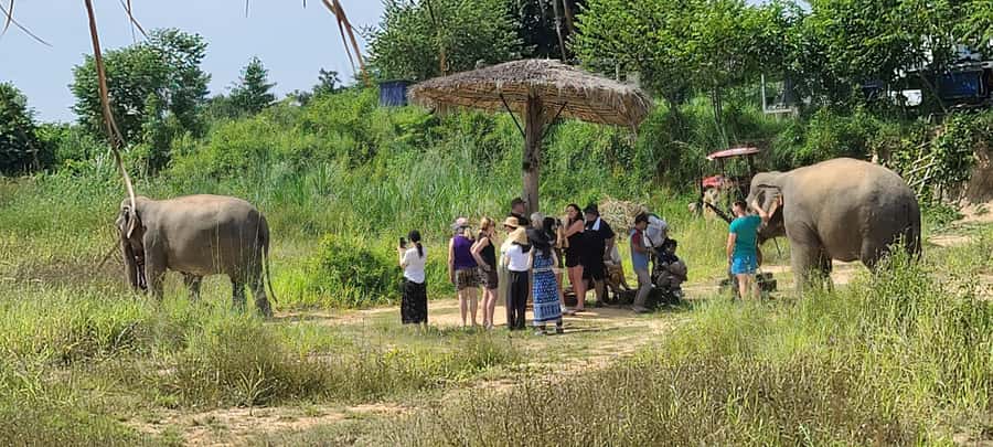 Siem Reap: Kulen Elephant Forest Guided Tour - Kulen Elephant Forest, a natural setting for calm elephant encounters