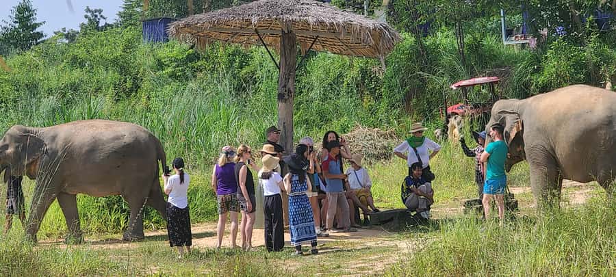 Siem Reap: Kulen Elephant Forest Guided Tour - The briefing and first contact: feeding handmade elephant snacks the right way