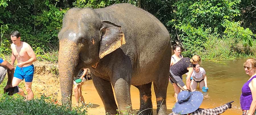 Siem Reap: Kulen Elephant Forest Guided Tour - Who should book this Kulen elephant forest tour