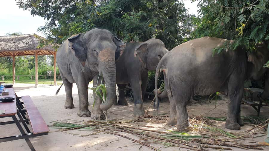 Siem Reap: Kulen Elephant Forest Guided Tour - From Siem Reap to the forest: meeting point, shuttle time, and what to pack