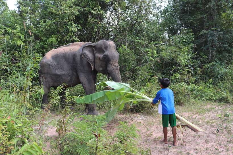 Siem Reap: Kulen Elephant Forest & Tonlesap Lake - So, should you book the Kulen and Kompong Phluk day trip?
