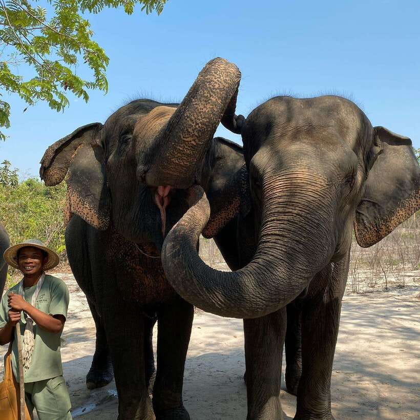 Siem Reap: Kulen Elephant Forest & Tonlesap Lake - Kulen Elephant Forest, where the elephants set the tone