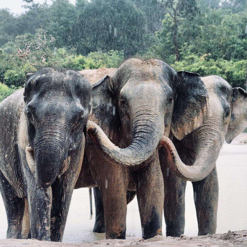 Siem Reap: Kulen Elephant Forest & Tonlesap Lake - Tonle Sap Lake and Kompong Phluk, stilt life without the big crowds