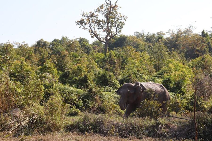 Siem Reap: Kulen Elephant Forest & Tonlesap Lake - English guides who explain, not just manage
