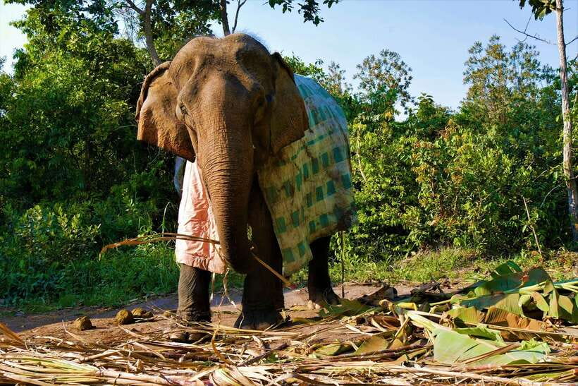 Siem Reap: Kulen Elephant Forest & Tonlesap Lake - Price and value for $217 per person