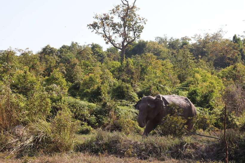 Siem Reap: Kulen Elephant Forest & Tonlesap Lake - What to bring for elephant forest and lake heat