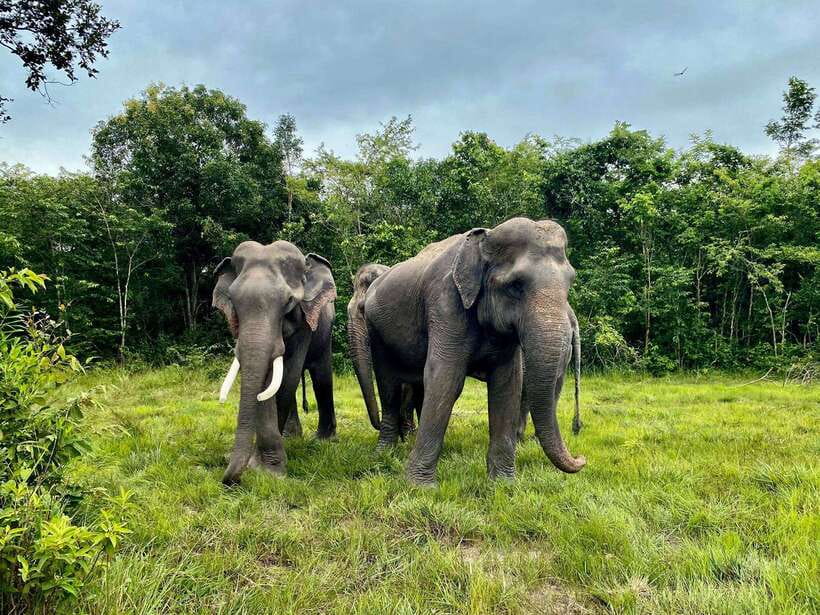 Siem Reap: Kulen Elephant Forest & Tonlesap Lake - The 2-kilometer jungle trek and waterfall time