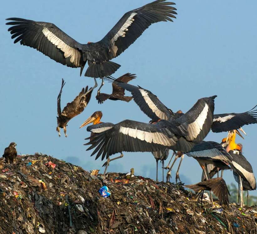 Siem Reap: Prek Toal Tonle Sap Biosphere Reserve Tour - Key things I think you will remember