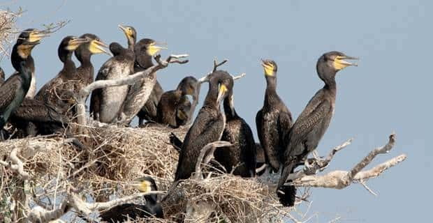 Siem Reap: Prek Toal Tonle Sap Biosphere Reserve Tour - Who should book this Prek Toal tour, and who should skip it