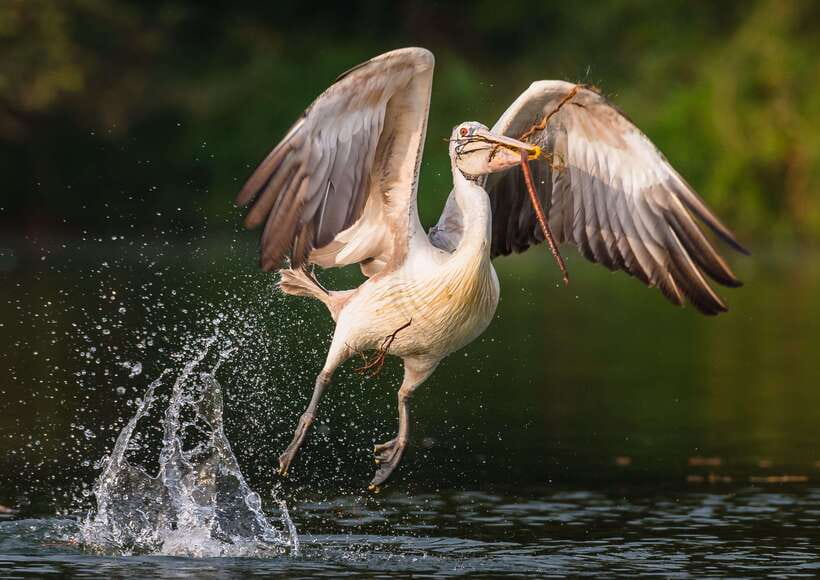 Siem Reap: Prek Toal Tonle Sap Biosphere Reserve Tour - Prek Toal Bird Sanctuary: the main event inside the biosphere
