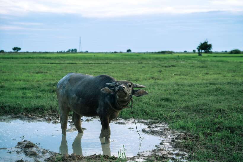 Siem Reap: Quad Bike Tour of Local Villages - Should You Book This Siem Reap Quad Bike Tour?
