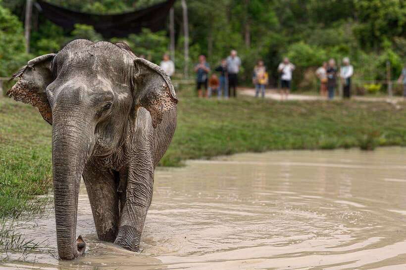 Siem Reap: Small Group Tour of Kulen Elephant Forest - Learning Elephant Habits: Ponds, Play, and Forest Behavior
