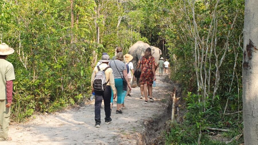 Siem Reap: Small Group Tour of Kulen Elephant Forest - Price and Value: What $112 Buys You for 4 to 5 Hours