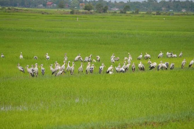 Tuk Tuk Journey: Exploring Rural Life and Silk Farm Craftsmanship - A Morning Off the Temple Circuit, Built for Real Life